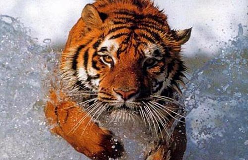 tigre